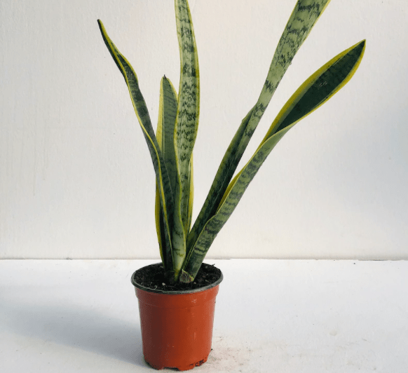 baby shower prizes plotted plant